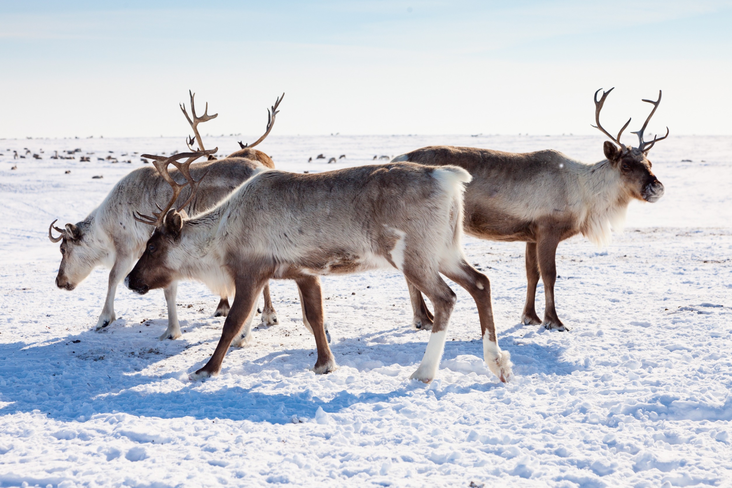 Rentier in der Winter-Tundra
